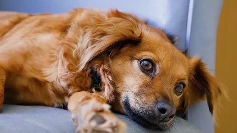 "Peaceful Slumber: The Rested Pup"