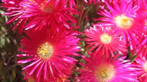 Tchaikovsky Waltz of Flowers - with dancing flowers - blooming time lapse