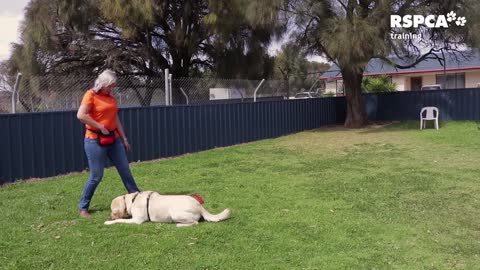 Dog training academy