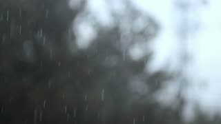 Forest rain sounds