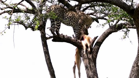 Mighty leopard caches deer in a tree to keep it safe for later