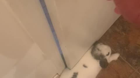 Bunny Traps Man In The Bathroom