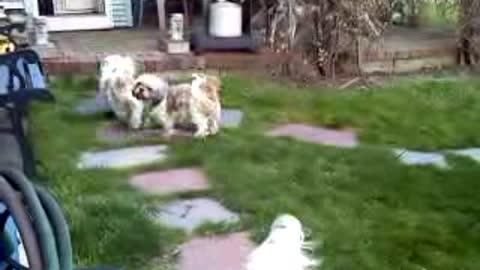 Puppy jumps 7 feet