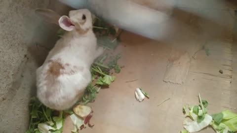 hungry rabbit