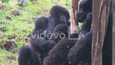 A family of mountain gorillas in Rwanda