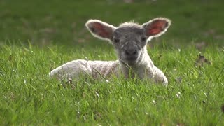 Watch the little lamb lying on the grass and looking at the camera in the countryside farm