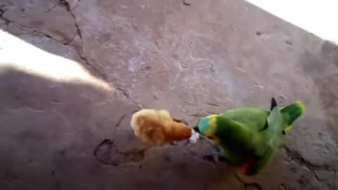 UFC Parrot Challenges Pinto...