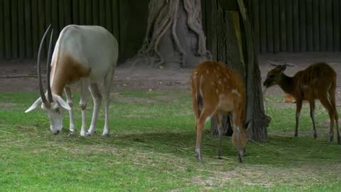 Veados e uma cabra pastando no zoológico