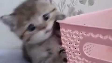 Cute kitten can funny video l Funny animals videos