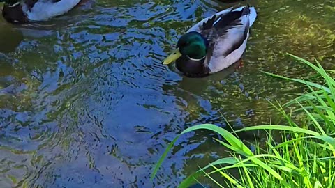 Five ducks at a small brook / Beautiful water birds in the water.