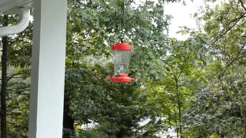 Hummingbirds in Bibb County Alabama