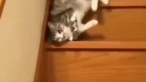 "Stairway to Laughter: Cat Slips and Slides Down Steps"