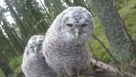 Funny & Cute Owls 🦉[Funny Pets]