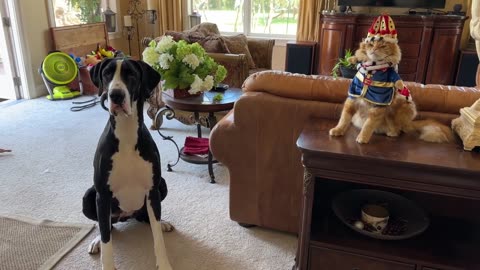 Funny Great Dane & Cat Prepare For The King's Coronation