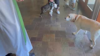Dogs Receive Pet Blessing