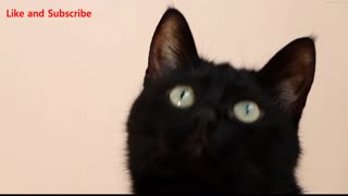 Cute Black Cat #animals #cat #cats short #shorts