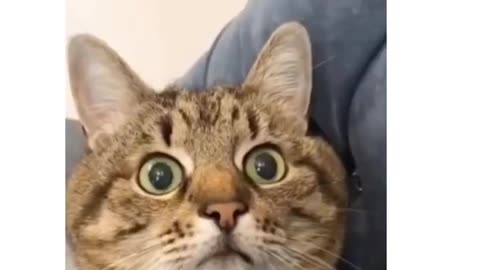 Cute Cat reaction 😍 when she watches a hot girls 😍