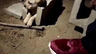 Rescuing a Puppy Stuck in a Cinder Block