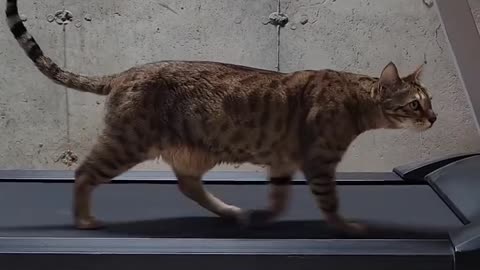 Funniest Animals 2023 - Funny Cats video | cat judging - Funny Animal Videos #23