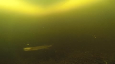 Rare under ice footage of northern pike striking lures