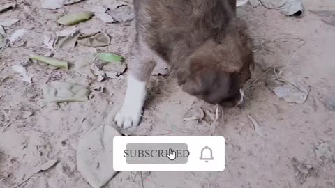 Funniest & Cutest Golden Retriever Puppies - Cute Puppy Videos 2020