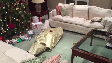 dog unwraps owner for christmas - dog unwraps owner for christmas