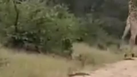 giraffe kicks lion