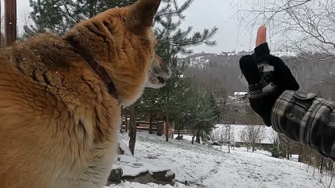 A Person Playing With A Dog Outdoors In The Snowy Environment