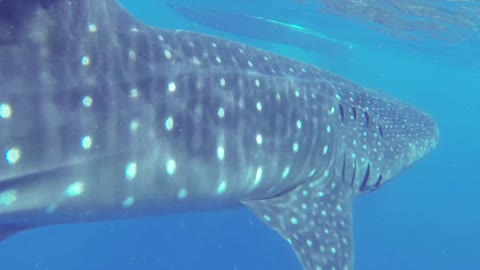 Big Whale Moves Near Water Surface