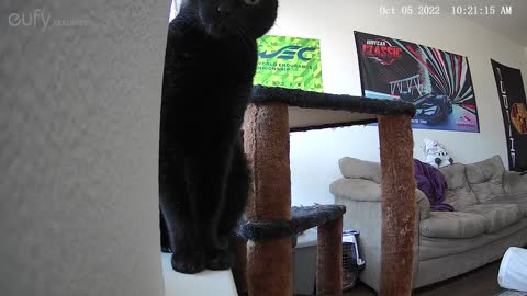 Cat Knocks Over Security Camera