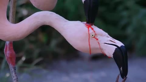 A Flamingo Couple Feeding It's Young