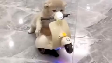 Rider mouse funny viral video 🤣🤣