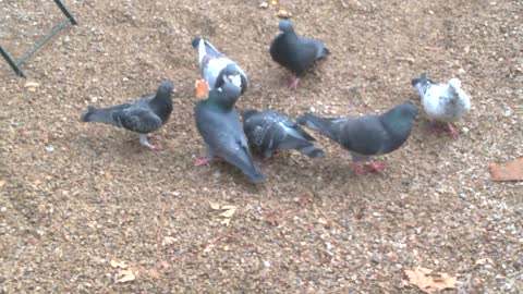 Pigeons fight over Pretzel