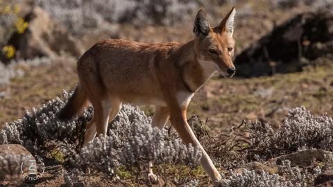 5 Animals Only Found In Ethiopia