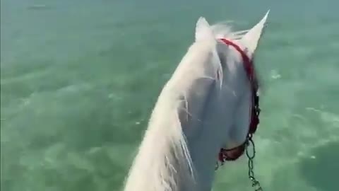 Horse and sea are two things of beauty and contemplation🌊🦄