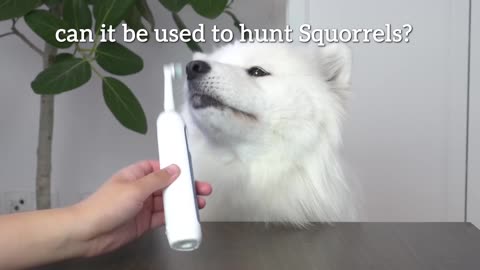 Dog Tests Different Human Items