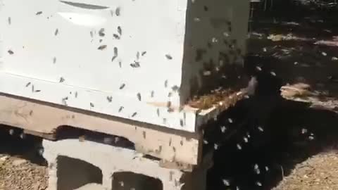 Man places hand into a swarm of bees