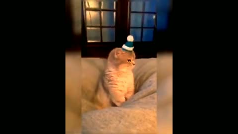 Collection of cute and funny cat videos | cat videos