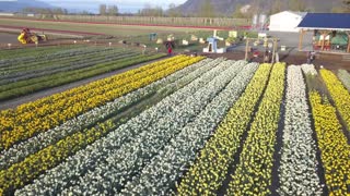 Drone captures amazing color and beauty in acres of blooming daffodils