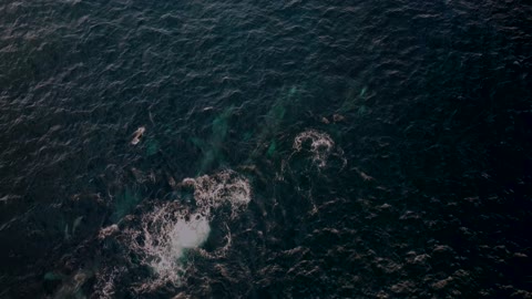 Drone Footage featuring a Pod of Mature Humpback Whales with a Pod of Dolphins