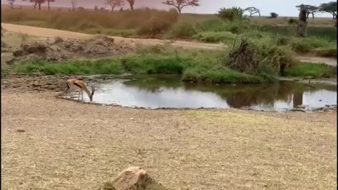 Lions fails to catch gazelle in epic safari footage