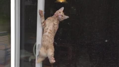 Twin Kitten Jerry Decides to Climb the Screen Door