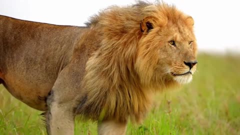 The Untamed Nature of the Brown Lion |A Closer Look at the Mighty Brown Lion|💚