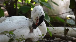 Male White Duck grooming In Forest