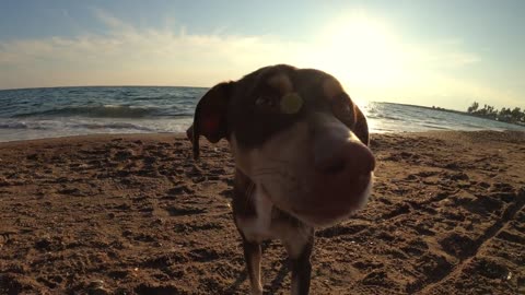 Dog on the Beach #2