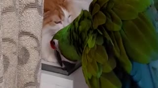 Parrot and Cat Are Best Friends