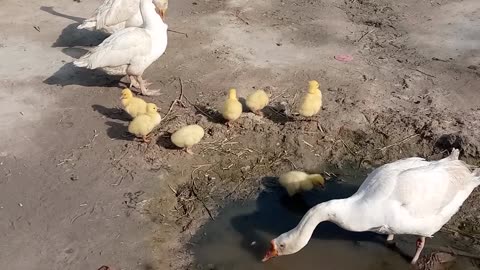 Most beautiful cute baby ducks #shorts #cuteanimals #babyducks,