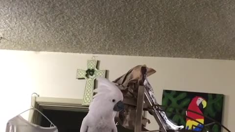 cookie the Cockatoo yells for her human Dad to COME BACK RIGHT NOW