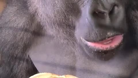 Adorable Gorilla Chows Down on a Delicious Banana