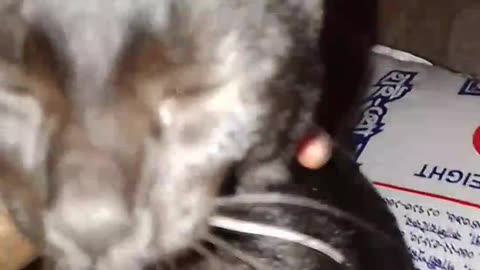 Cat 😺😺😺 video very little cat.this cat and Tommy very good friend 🕊️🕊️🕊️ part 4